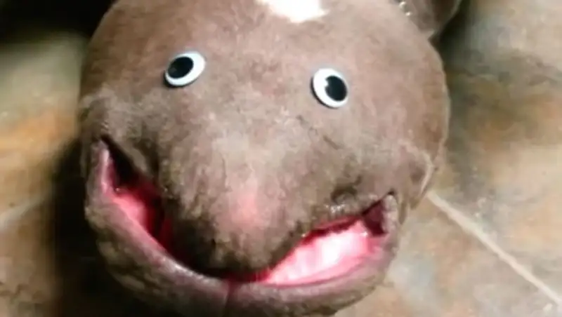 Обычный бульдог стал загадкой для науки