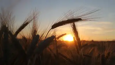 Худший урожай пшеницы за три года собрали в Казахстане