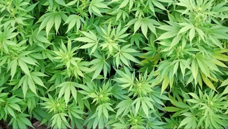 Казахстанские пограничники пресекли попытки перевоза в РФ тарена и марихуаны