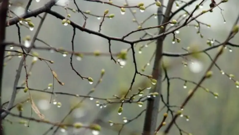 Дождь и снег ожидает казахстанцев 15 марта