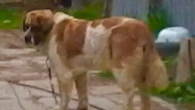 Zakon.kz, фото - Новости Zakon.kz от 20.07.2017 23:18