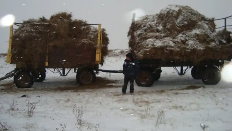 Сена на миллион тенге украли двое мужчин с пастбища в Павлодарской области