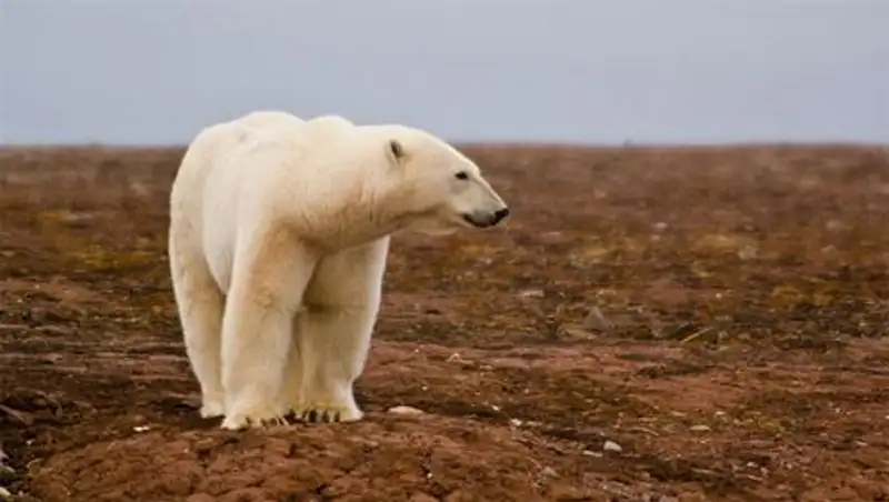 Путин защитит белых медведей от армии