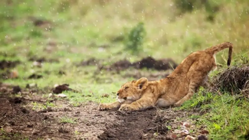 Животные в фотографиях