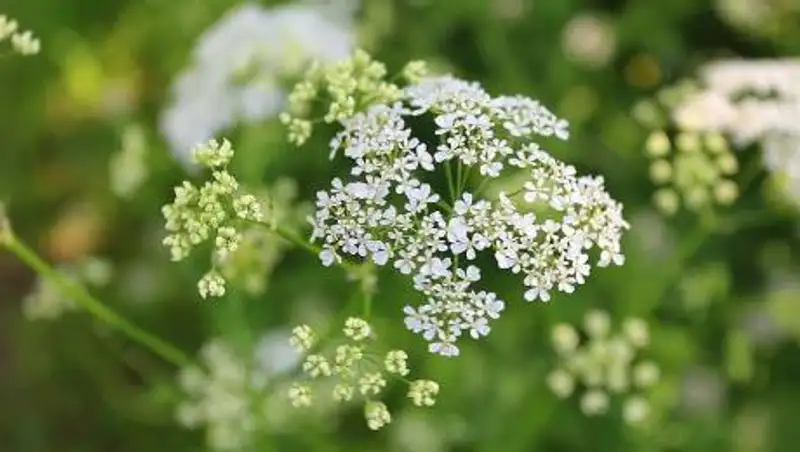 Какая погода ожидает жителей Нур-Султана, Алматы и Шымкента