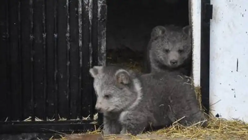 В Алматинском зоопарке попросили придумать имена для двух медвежат