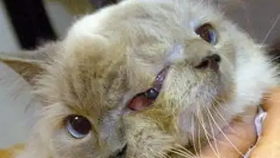 Zakon.kz, фото - Новости Zakon.kz от 08.12.2014 16:23