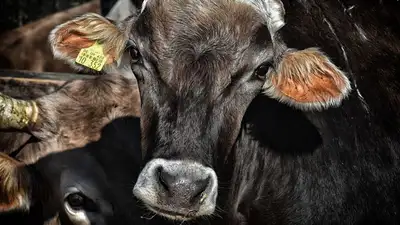 В трёх районах Костанайской области выявили инфекцию у скота, фото - Новости Zakon.kz от 26.04.2023 07:15