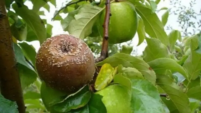 Казахстанцы могут остаться без урожая яблок и груш