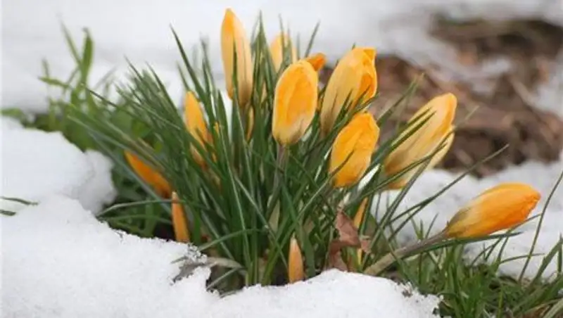 Четыре дополнительных дня отдыха получат казахстанцы, благодаря праздникам в марте