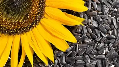 Zakon.kz, фото - Новости Zakon.kz от 16.09.2015 23:44