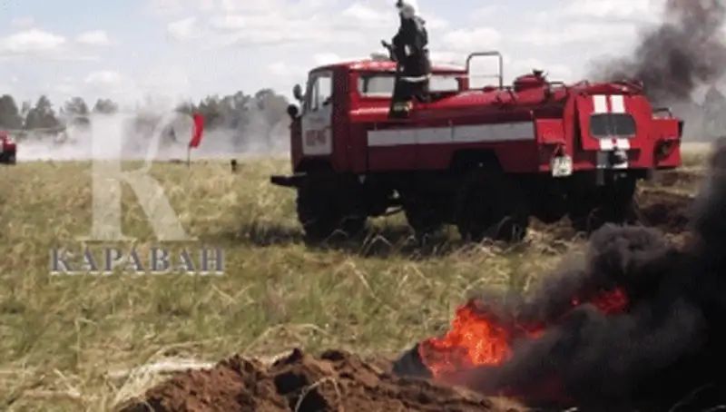 Близ Семея уничтожается сосновый бор