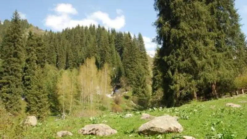 Из лесного фонда Алматинской области изымут 4,4 гектара земель для строительства дороги