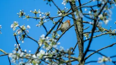 gismeteo, фото - Новости Zakon.kz от 13.04.2020 06:04