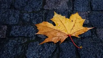 Телеграф, фото - Новости Zakon.kz от 24.09.2018 09:23