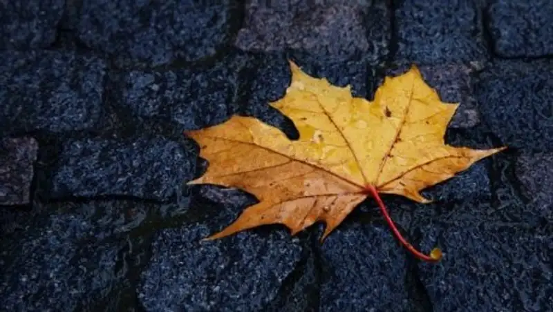 Неделя в Казахстане начнется с дождей