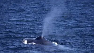 LEGION-MEDIA.RU, фото - Новости Zakon.kz от 26.11.2019 14:28