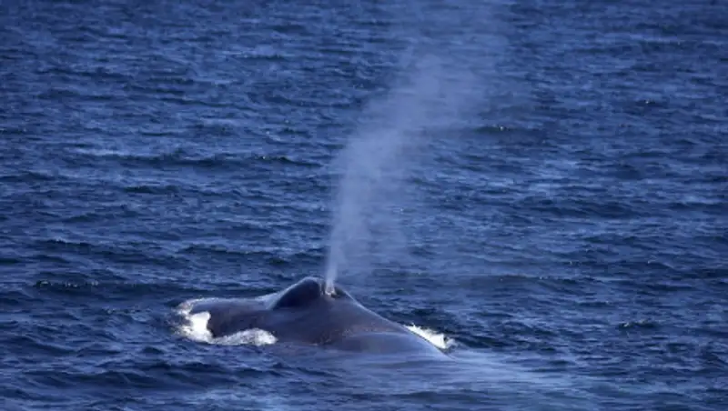 На китах "держится" Земля