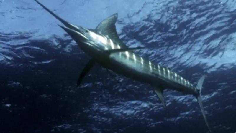 На Гавайях меч-рыба пронзила насмерть рыбака-любителя