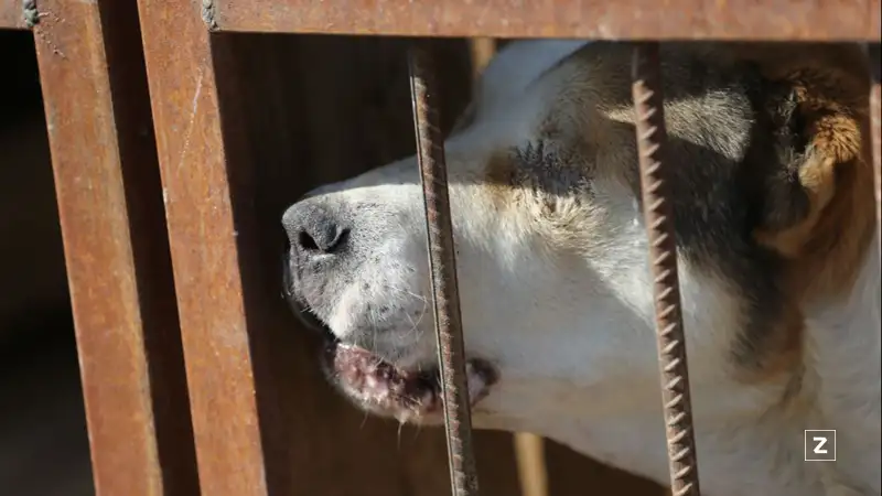 Полицейские проверяют собачий приют для «черной» передержки близ Алматы