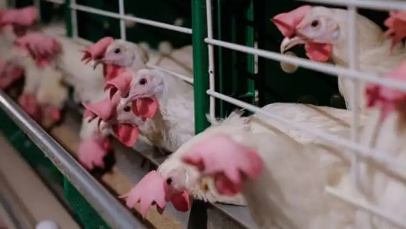 Карантин из-за птичьего гриппа вводят в семи районах СКО