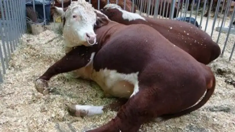 В Карагандинской области начался падеж скота