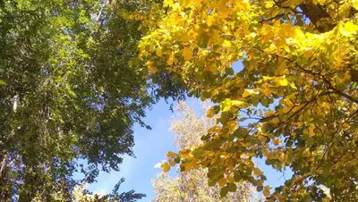 Осень пришла в Казахстан, фото - Новости Zakon.kz от 25.09.2022 16:40