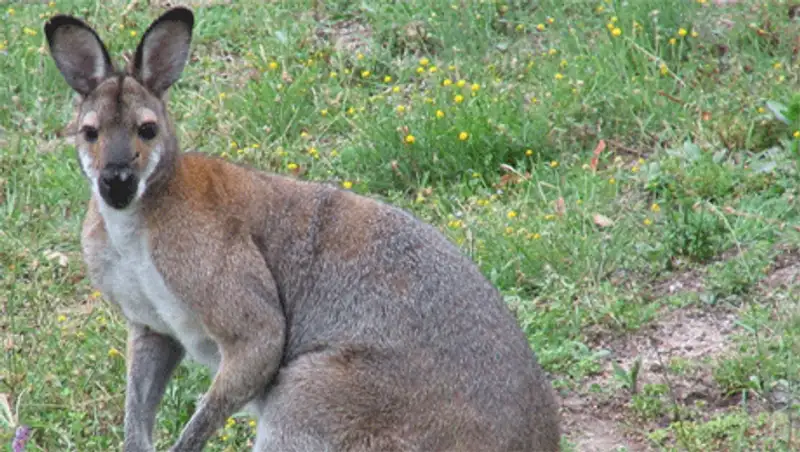 В зоопарке Шымкента впервые за 25 лет поселился кенгуру, фото - Новости Zakon.kz от 08.11.2013 00:39