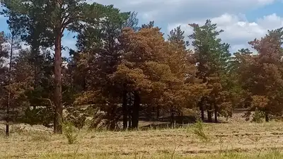 лес , фото - Новости Zakon.kz от 27.06.2023 16:55