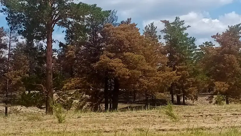 Щепки летят: в Семее создают комиссию по мониторингу реализации горельника