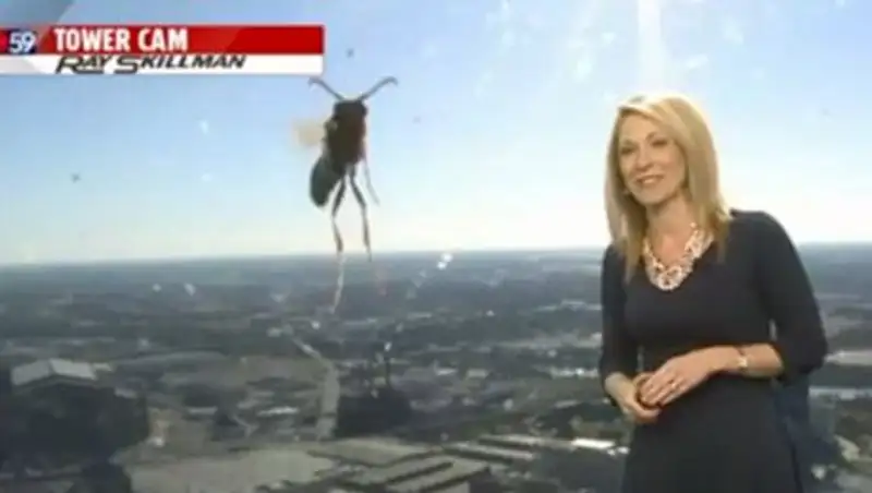 Американская телеведущая сбежала из эфира из-за пчелы