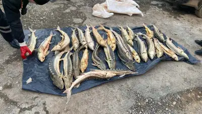 Изъятие рыбы у браконьера, Атырау, фото - Новости Zakon.kz от 29.03.2022 01:53