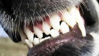 Zakon.kz, фото - Новости Zakon.kz от 05.03.2018 23:19