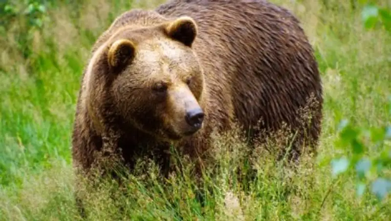 Бурый медведь пришел на турбазу под Риддером за едой