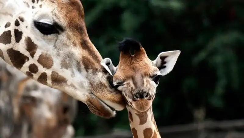 В алматинском зоопарке родился жирафенок