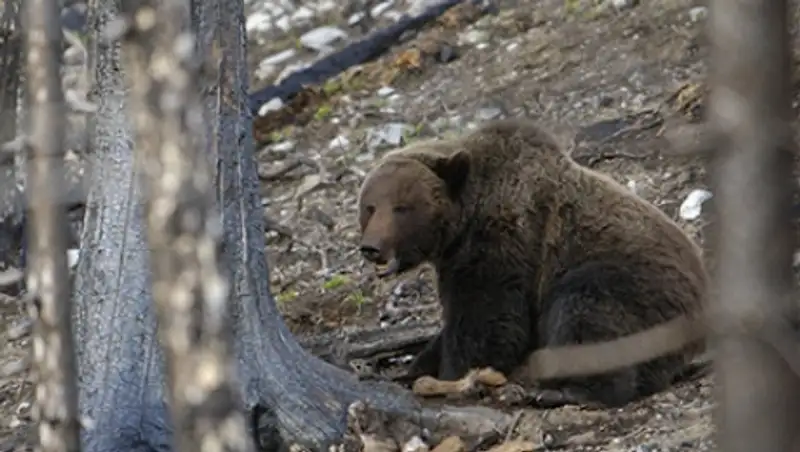 Житель Башкирии застрелил медведя за съеденную корову