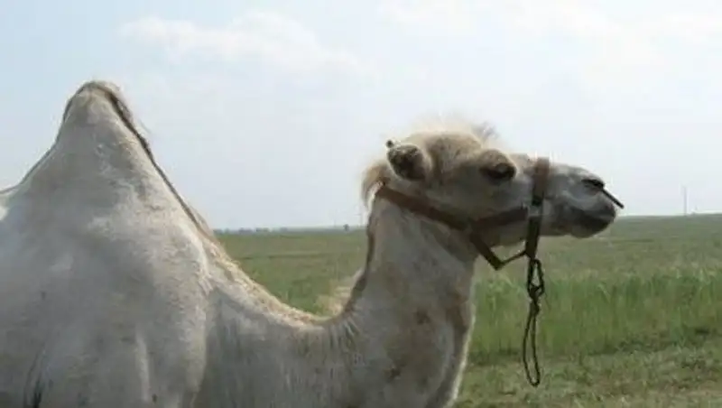 Верблюда из Казахстана, предназначенного в подарок, не разрешили к ввозу в РФ