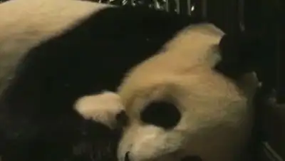 Zakon.kz, фото - Новости Zakon.kz от 25.07.2017 18:56