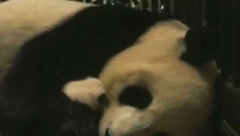 Посетителям зоопарка Токио показали детеныша панды Шин-Шин