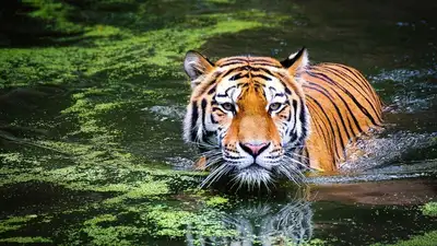 популяция тигров, фото - Новости Zakon.kz от 31.07.2023 12:07