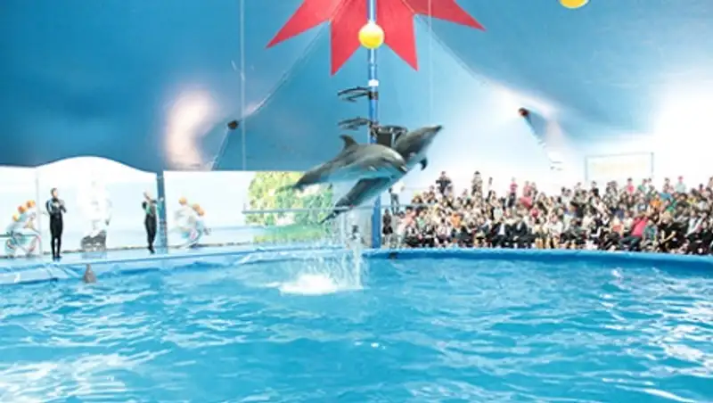 В Алматы открылся круглогодичный дельфинарий «Немо»
