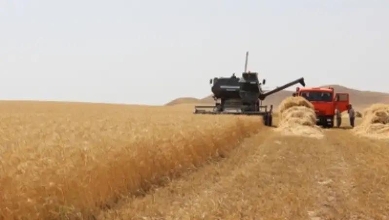 Уборочная кампания в ЮКО идет полным ходом