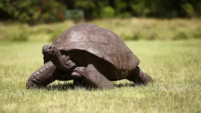 bigpicture.ru, фото - Новости Zakon.kz от 10.03.2019 15:35