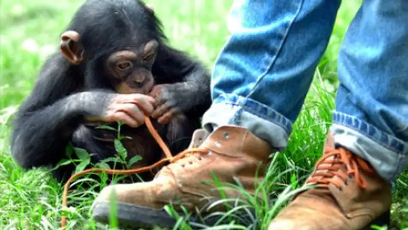 Ученые объяснили феномен развязывающихся шнурков