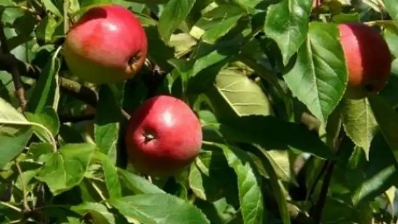 Возродят ли активисты легендарный алматинский апорт?