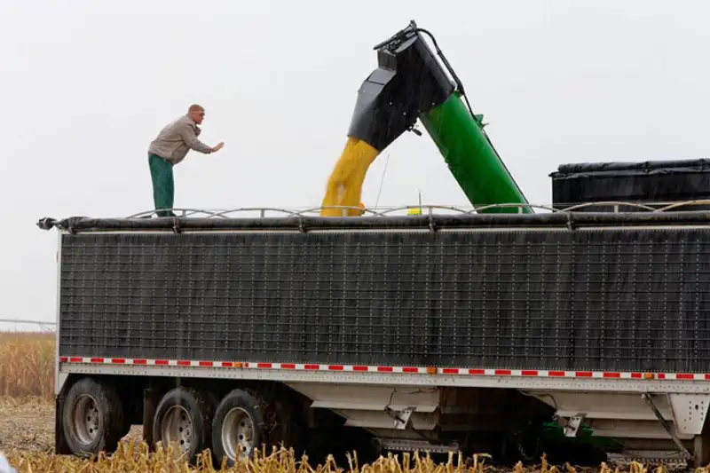 Урожай 2013, фото - Новости Zakon.kz от 07.11.2013 19:46
