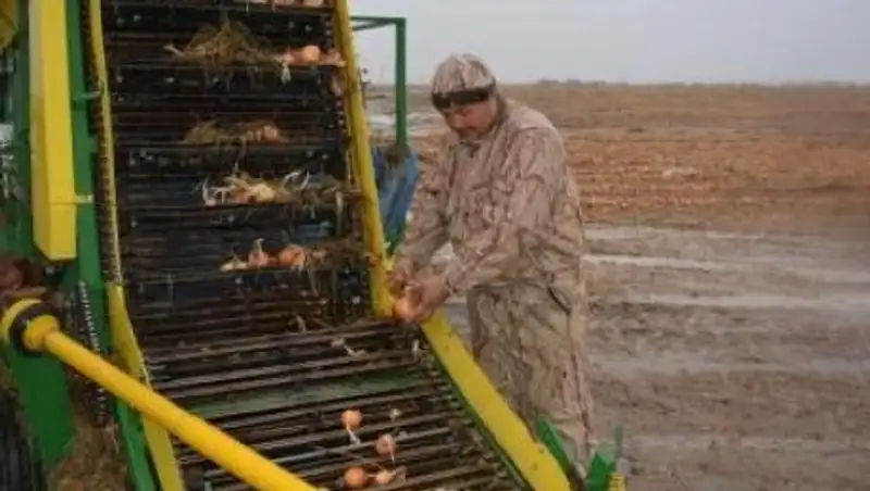 Сарысу ауданында гектарына 700 центнерден пияз өнімі алынды