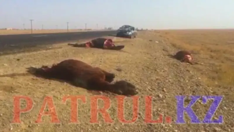Алматы облысында көлік жылқыларды қағып, денелерін бөлшектеп тастады