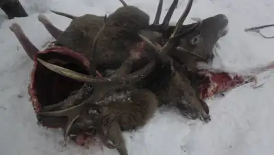 Zakon.kz, фото - Новости Zakon.kz от 19.01.2015 23:03