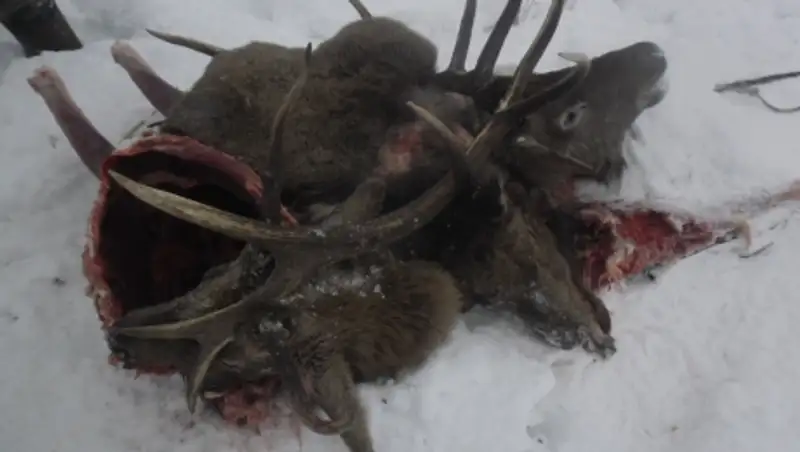 Двух маралов застрелил житель СКО на территории заповедника